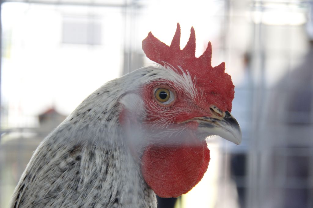 ptasia grypa, drób, 28. ognisko