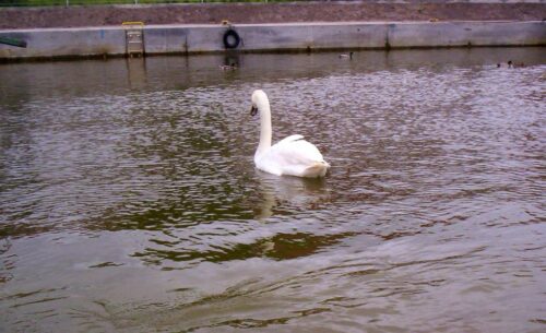 ptasia grypa, drób, 28. ognisko