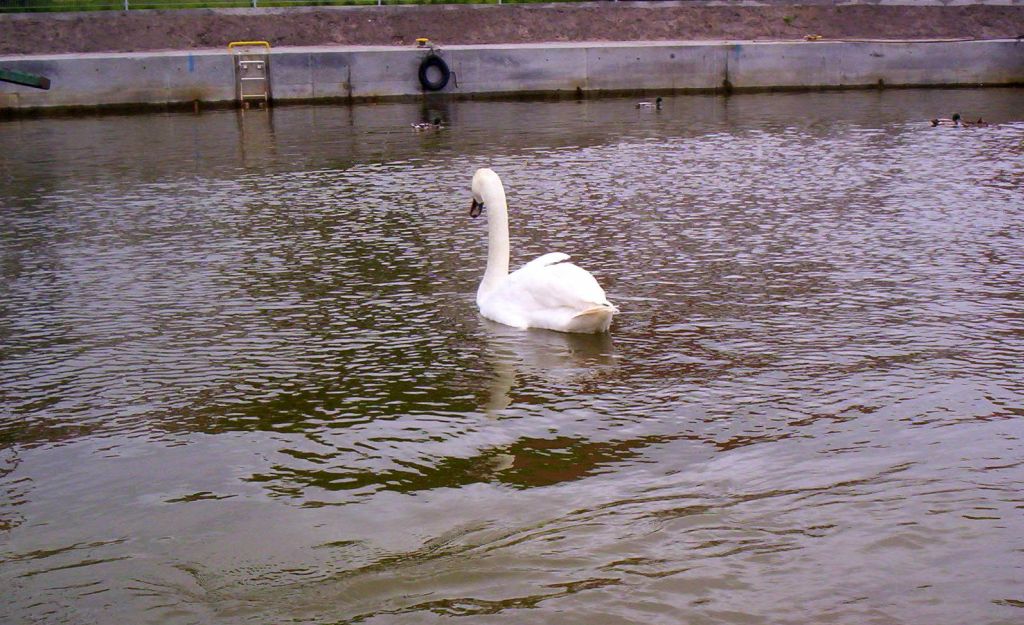 ptasia grypa, drób, 28. ognisko