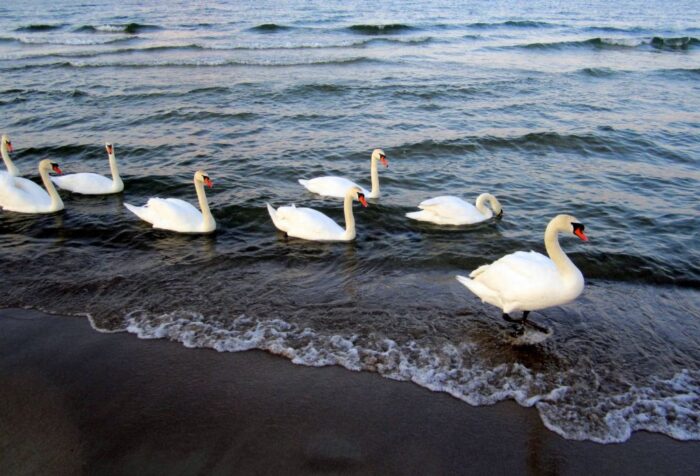 ptasia grypa, dziewiąte ognisko,