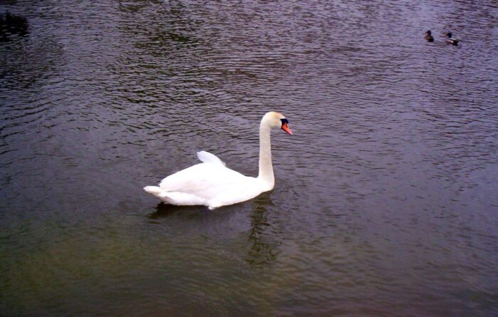ptasia grypa, dziewiąte ognisko,