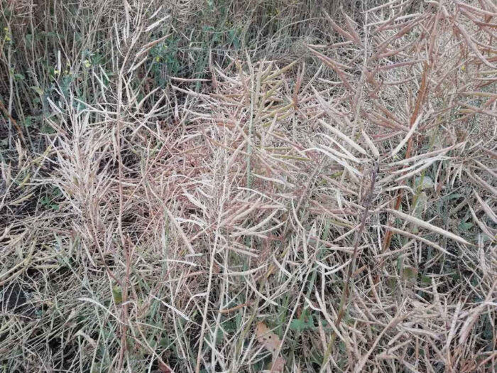 rzepak, łuszczyny, czerwiec