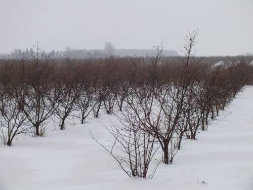 produkcja biopaliw, projekt Europruning, Arkadiusz Dyjakon, Instytut Inżynierii Rolniczej na Uniwersytecie Przyrodniczym