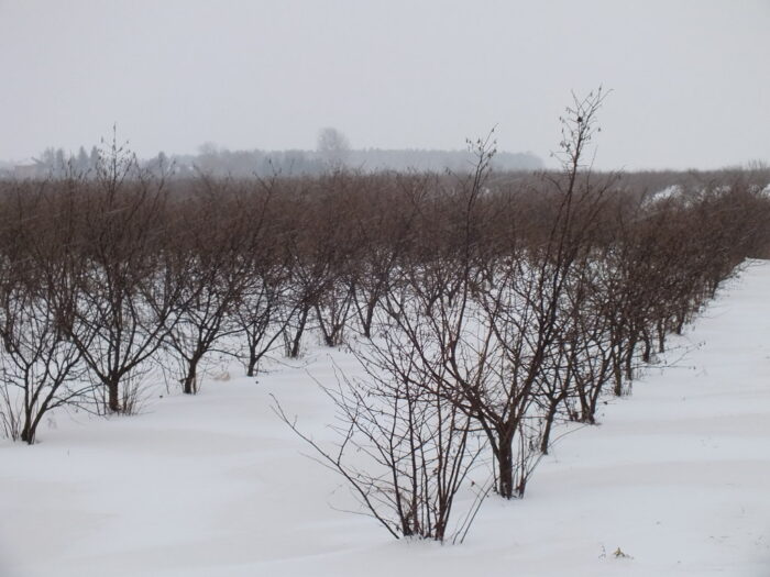 produkcja biopaliw, projekt Europruning, Arkadiusz Dyjakon, Instytut Inżynierii Rolniczej na Uniwersytecie Przyrodniczym