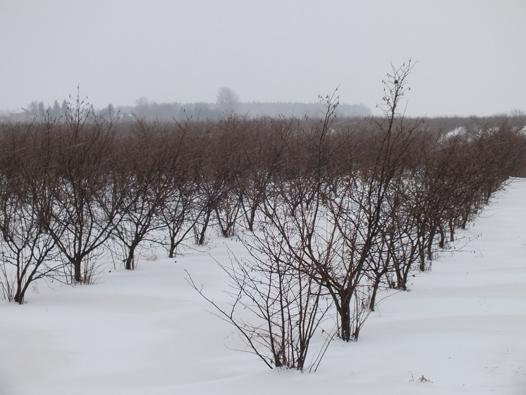 produkcja biopaliw, projekt Europruning, Arkadiusz Dyjakon, Instytut Inżynierii Rolniczej na Uniwersytecie Przyrodniczym
