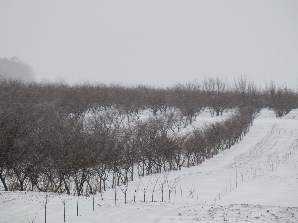produkcja biopaliw, projekt Europruning, Arkadiusz Dyjakon, Instytut Inżynierii Rolniczej na Uniwersytecie Przyrodniczym