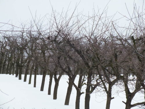 produkcja biopaliw, projekt Europruning, Arkadiusz Dyjakon, Instytut Inżynierii Rolniczej na Uniwersytecie Przyrodniczym