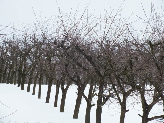 produkcja biopaliw, projekt Europruning, Arkadiusz Dyjakon, Instytut Inżynierii Rolniczej na Uniwersytecie Przyrodniczym