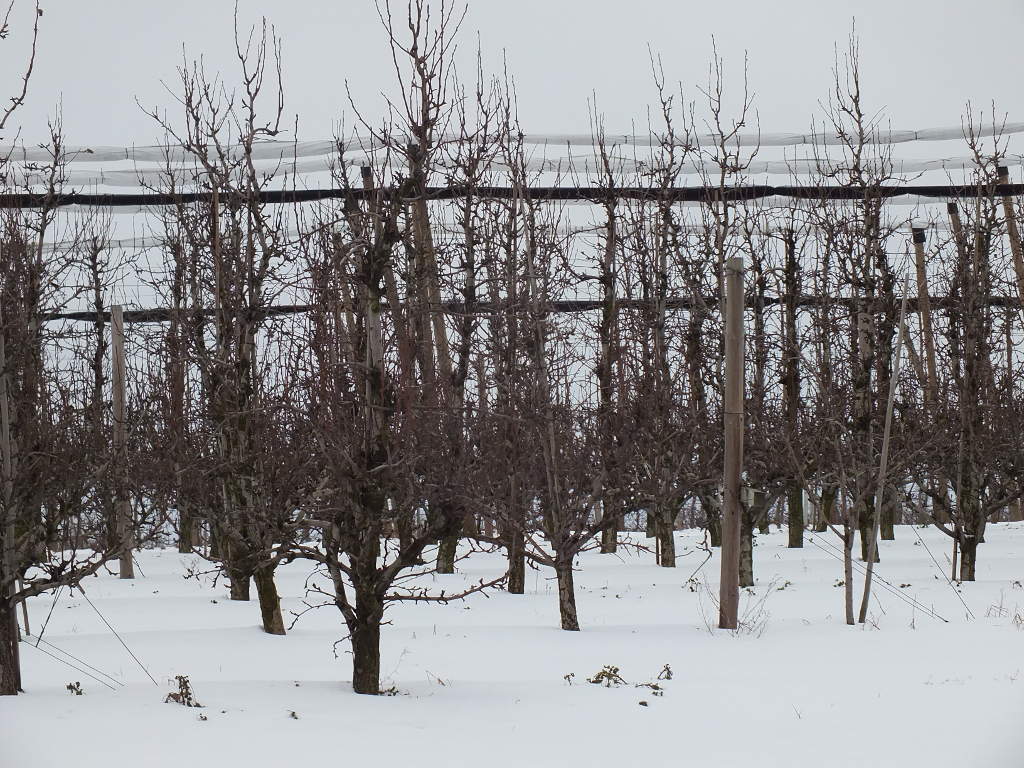 produkcja biopaliw, projekt Europruning, Arkadiusz Dyjakon, Instytut Inżynierii Rolniczej na Uniwersytecie Przyrodniczym