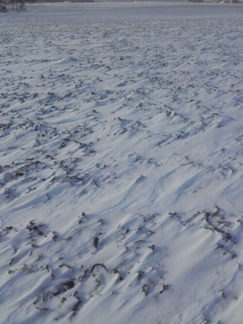 pszenica ozima, śnieg, plantacja