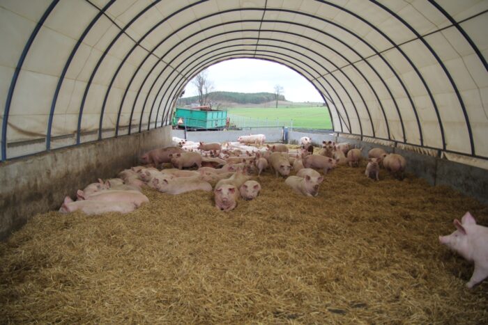 tuczniki, hale, wybieg, trzoda chlewna