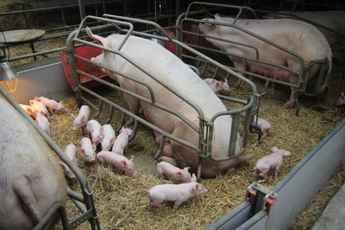 tuczniki, hale, wybieg, trzoda chlewna