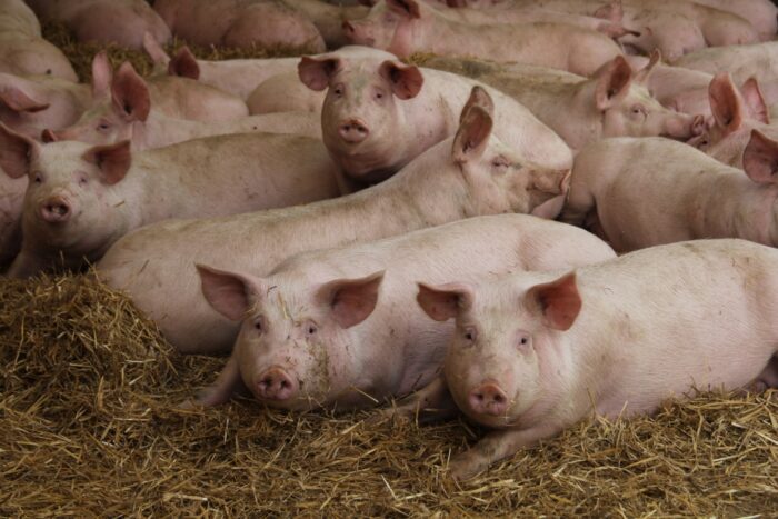 wieprzowina, certyfikowane produkty wieprzowe, System QAF, Gwarancja Jakości QAFPP