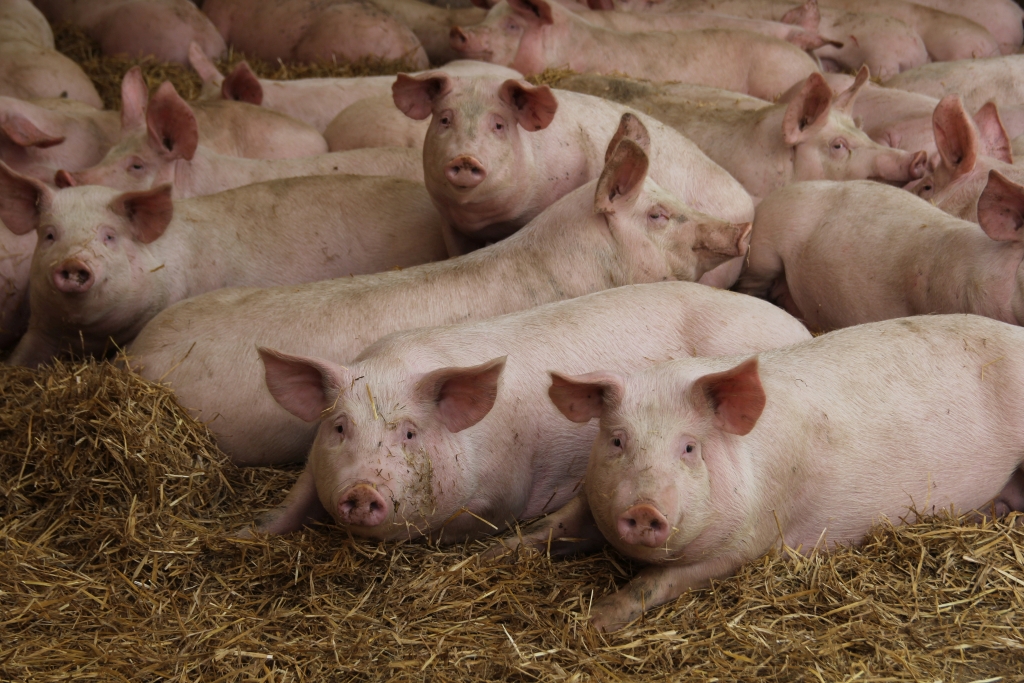 wieprzowina, certyfikowane produkty wieprzowe, System QAF, Gwarancja Jakości QAFPP