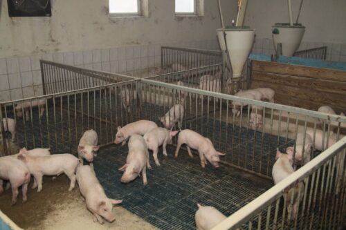 ustawa odorowa, budynki inwentarskie, chlewnie, fermy drobiu, uciążliwości zapachowe, jan krzysztof ardanowski