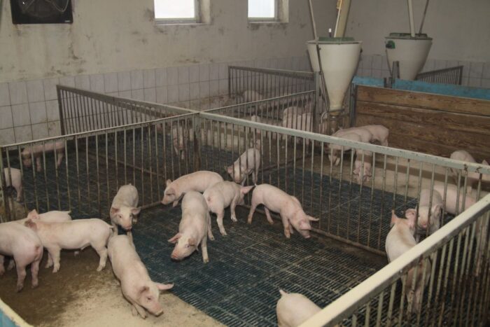 ustawa odorowa, budynki inwentarskie, chlewnie, fermy drobiu, uciążliwości zapachowe, jan krzysztof ardanowski