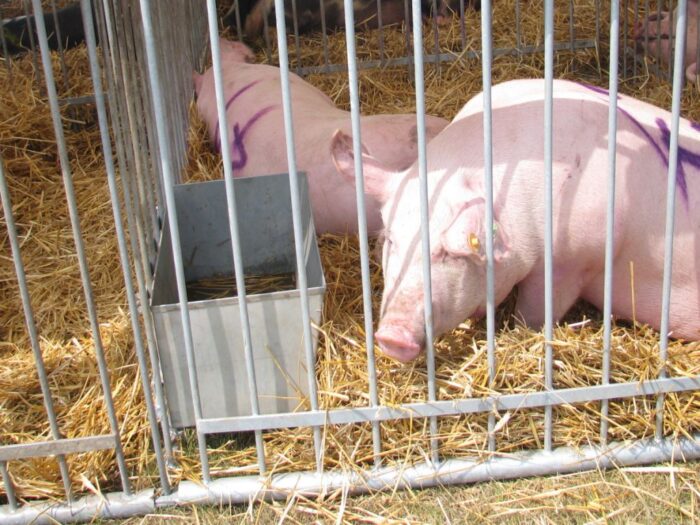 animex, trzoda chlewna, świnie, ubój świń, wieprzowina, przetwórstwo wieprzowiny, wągrowiec, wielkopolska