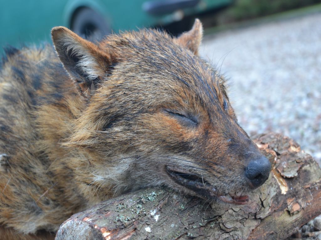 szakal, lasy państwowe, nadleśnistwo kwidzyn, Instytut Badań Ssaków PAN