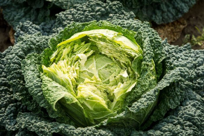 kapusta, warzywa, owoce, krir, krajowa rada izb rolniczych, rosyjskie embargo, bezpłatna dystrybucja