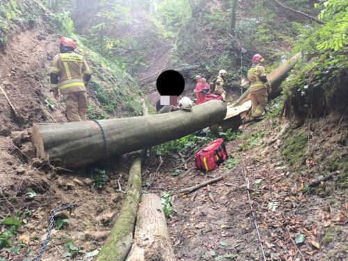 kmp zamość, prace leśne, wycinka, wycinka drzew, wypadek, konar, uderzenie, śmierć