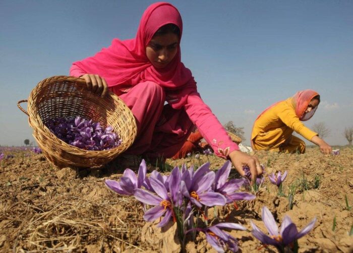 uprawa szafranu, rolnictwo na świecie, Indie, Afganistan, suszone pomarańczowo-krwiste pręciki krokusa