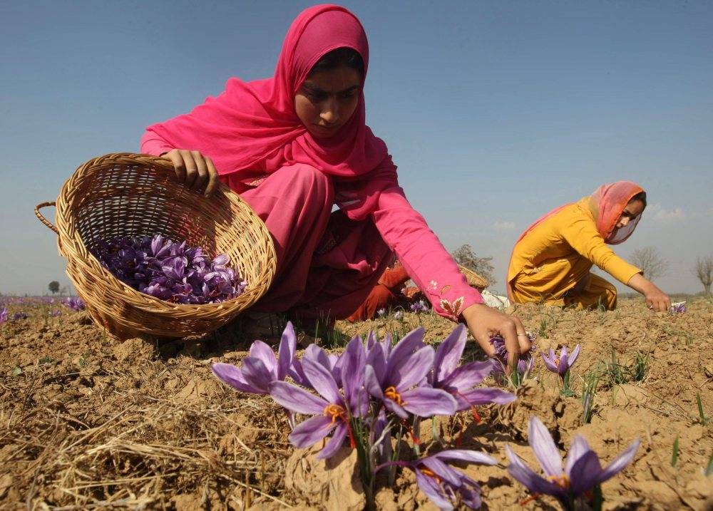 uprawa szafranu, rolnictwo na świecie, Indie, Afganistan, suszone pomarańczowo-krwiste pręciki krokusa