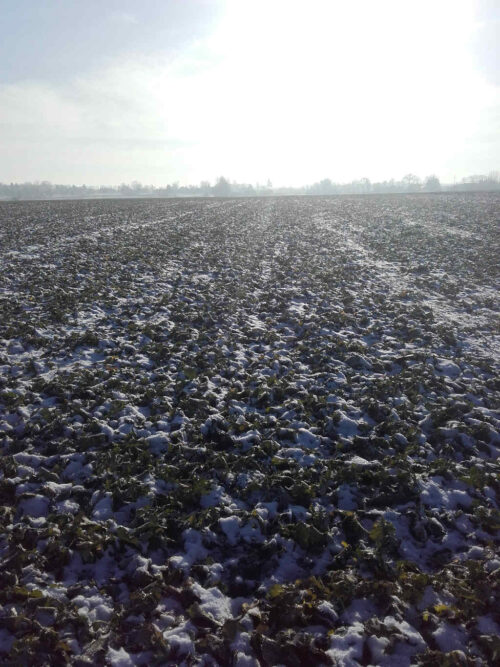 rzepak ozimy, pole, śnieg