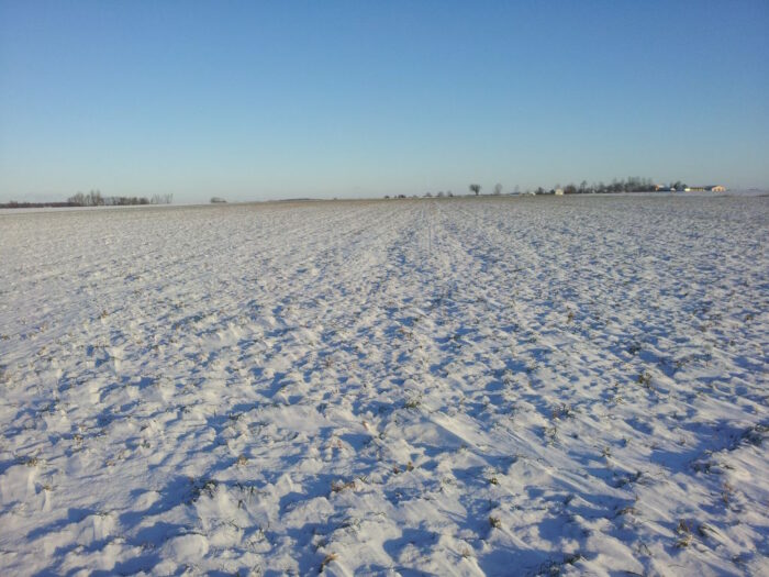 włochy, atak zimy we włoszech, związek rolników Coldiretti, zniszczone uprawy, straty w uprawach, zamarznięte warzywa