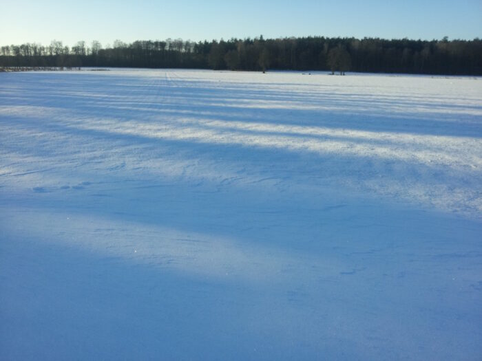 oziminy, ochrona zbóż i rzepaku, Zuzanna Sawinska, przemarzanie roślin, śnieg na polach