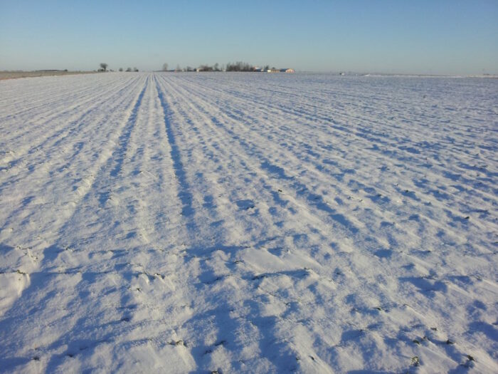 Syngenta, Konferencje Zimowe Syngenta online, ochronna zbóż, rzepak, kukurydza