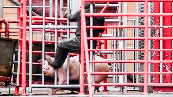 znęcanie się nad zwierzętami, przestępstwo, projekt ustawy, rolnicy, Ministerstwo Sprawiedliwości, prawo