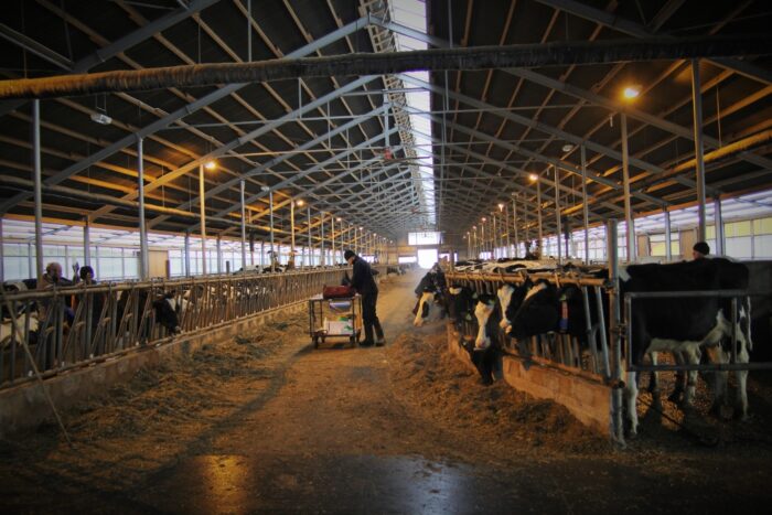 antybiotyki, bydło mleczne, leczenie zwierząt, program