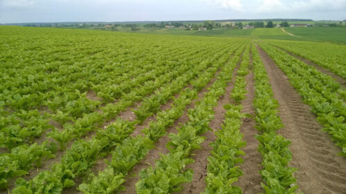 nawozowe produkty mikrobiologiczne, biostymulatory, podatek VAT, ministerstwo finansów