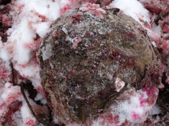 buraki ćwikłowe, pryzma, Zamojszczyzna