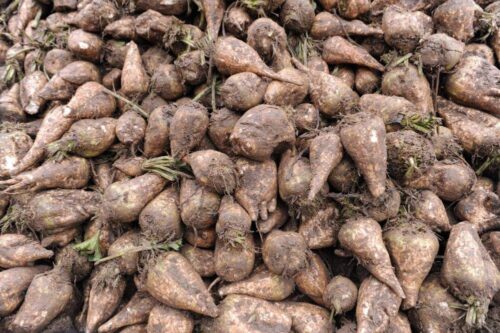 buraki_cukrowe_kontraktacja