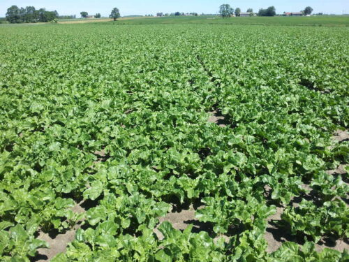 odmiany rekomendowane przez Südzucker Polska, odmiany buraka cukrowego, lista rekomendowanych odmian buraka cukrowego,