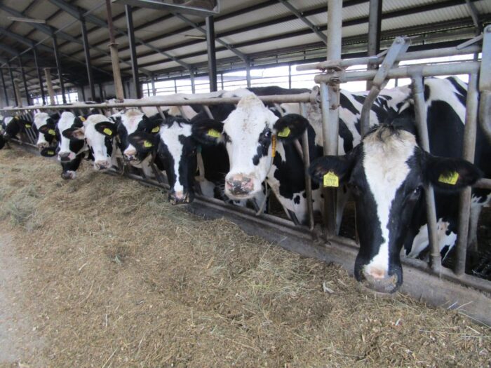 żywienie zwierząt, zwierzęta hodowlane, drób, świnie, witaminy