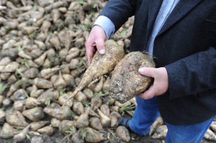 Grupa Südzucker, burak cukrowy, uprawa buraka cukrowego, plantatorzy buraków cukrowych