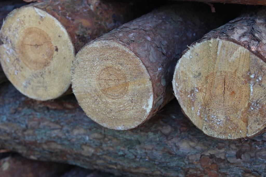 wycinka drzew, drewno, rolnicy, prawo, przepisy, wycięcie drzewa na posesji