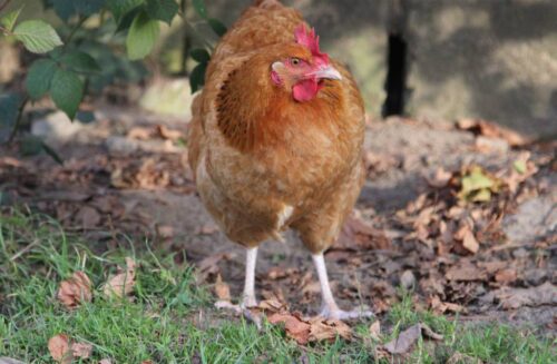 GMO, pasze, drób, ministerstwo rolnictwa, pasze GMO, konsultacje społeczne