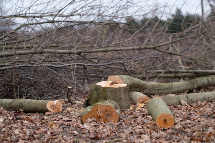 wycinka drzew na posesji, drzewa, wycinka, ministerstwo środowiska, jarosław kaczyński, beata kempa, pis