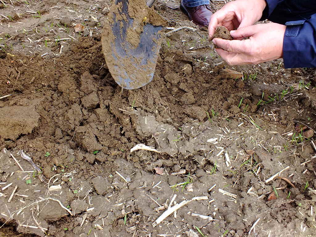 szkodniki glebowe, drutowce, pędraki, rolnice, zaprawianie, zwalczanie szkodników glebowych, poprawna agrotechnika