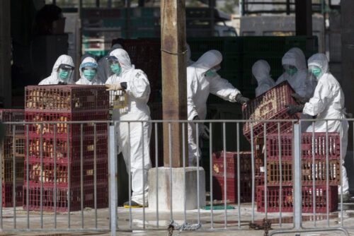 ptasia grypa, drób, chiny, zakaz sprzedaży drobiu, Szczep H7N9, światowa organizacja zdrowia