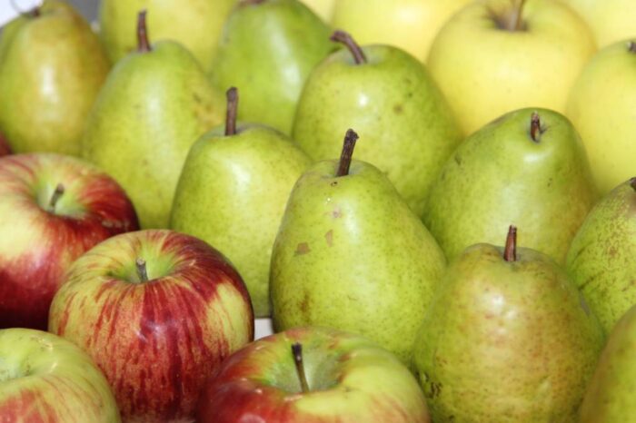 owoce, zbiory owoców, jabłka, Eberhard Makosz, Towarzystwo Rozwoju Sadów Karłowatych