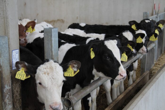 lnb, cielęta, preparat mlekozastępczy, jałówki