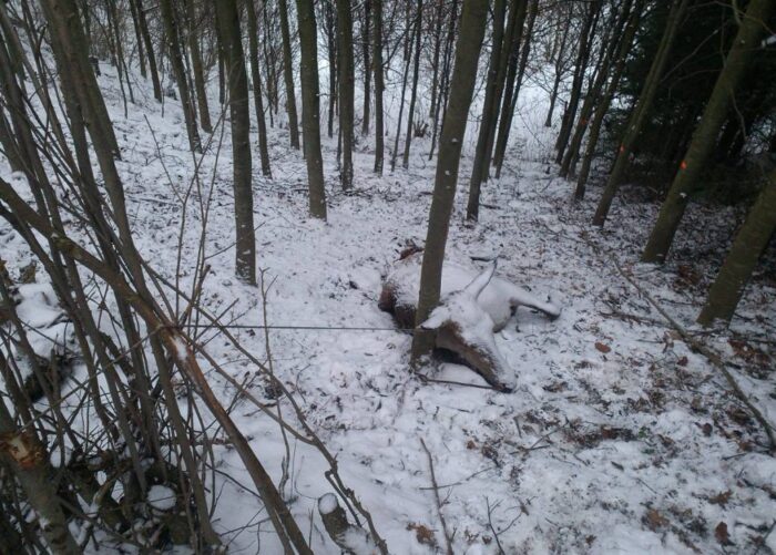 kłusownictwo, kłusownicy, przestępstwo, Lasy Państowe, walka z kłusownikami