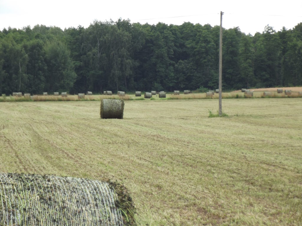 koniczyna łąkowa, koniczyna czerwona, pole, bele