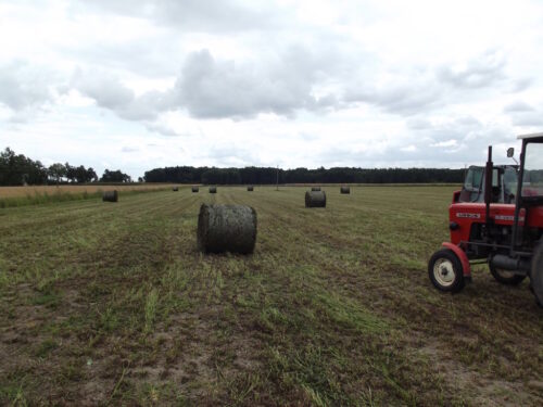 koniczyna łąkowa, koniczyna czerwona, pole, bele