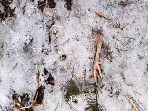 drób, kurczęta, szczątki kur w oborniku, mazowsze, żuromin, inspekcja weterynaryjna