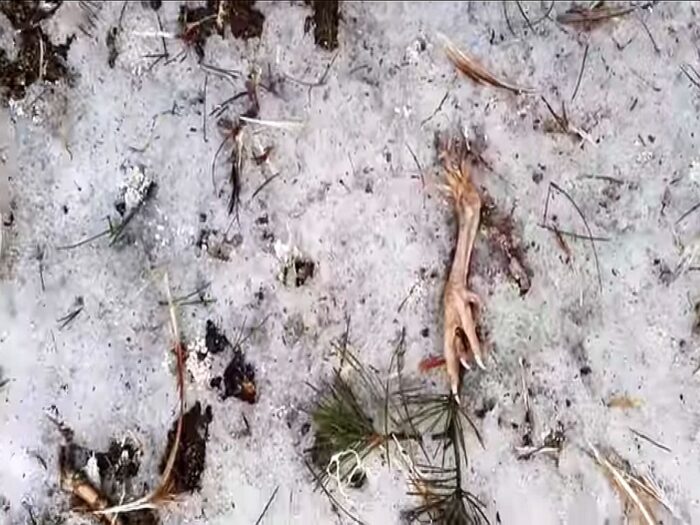 drób, kurczęta, szczątki kur w oborniku, mazowsze, żuromin, inspekcja weterynaryjna